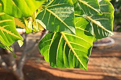 《NightFall Shade》Steam页面上线 发售日待定